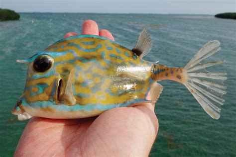cowhead fish|Cowfish .